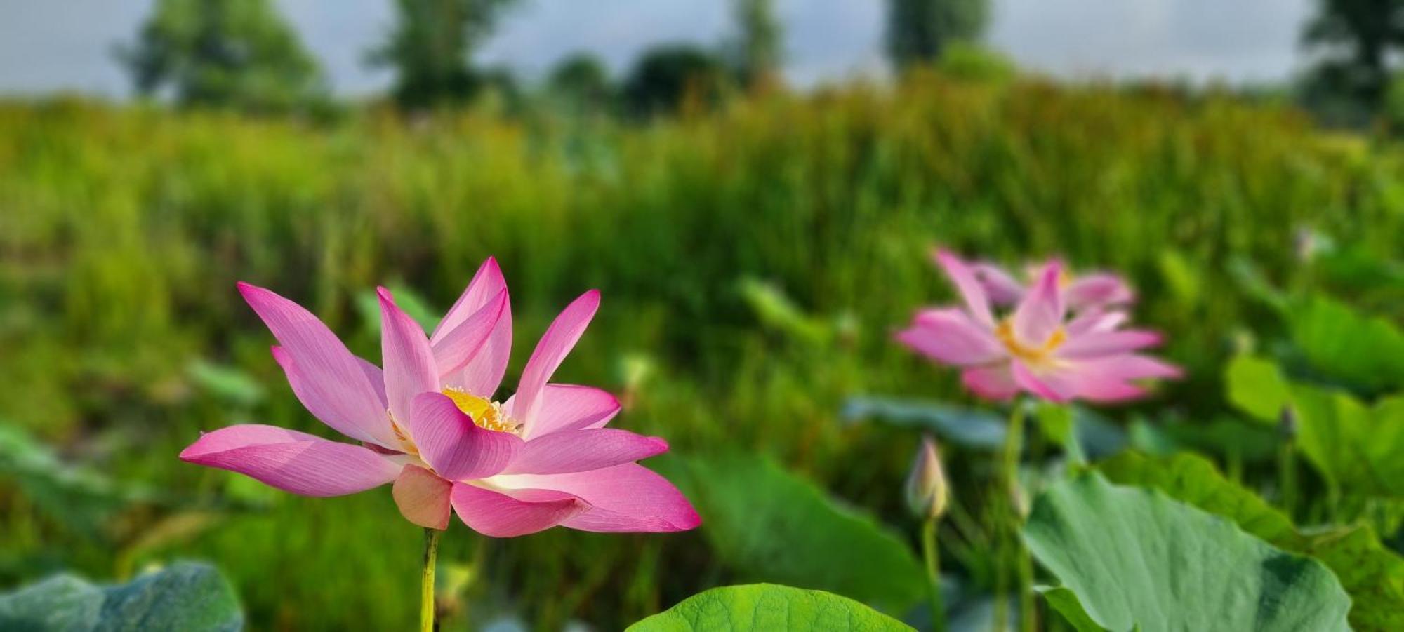 Viet Mekong Farmstay Tràm Chim Dış mekan fotoğraf